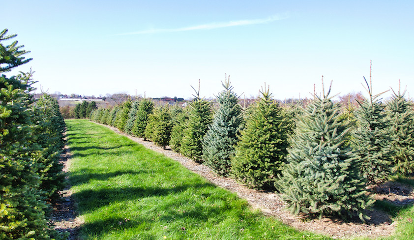 Chopping local for a holiday evergreen at Sweetberry Farm in Middletown